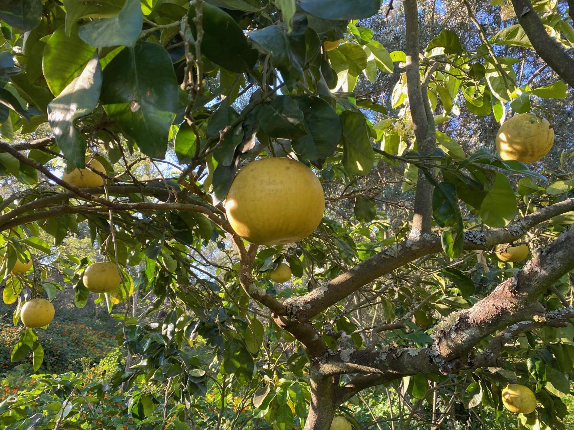 Tres Figos Villa São Luis Dış mekan fotoğraf