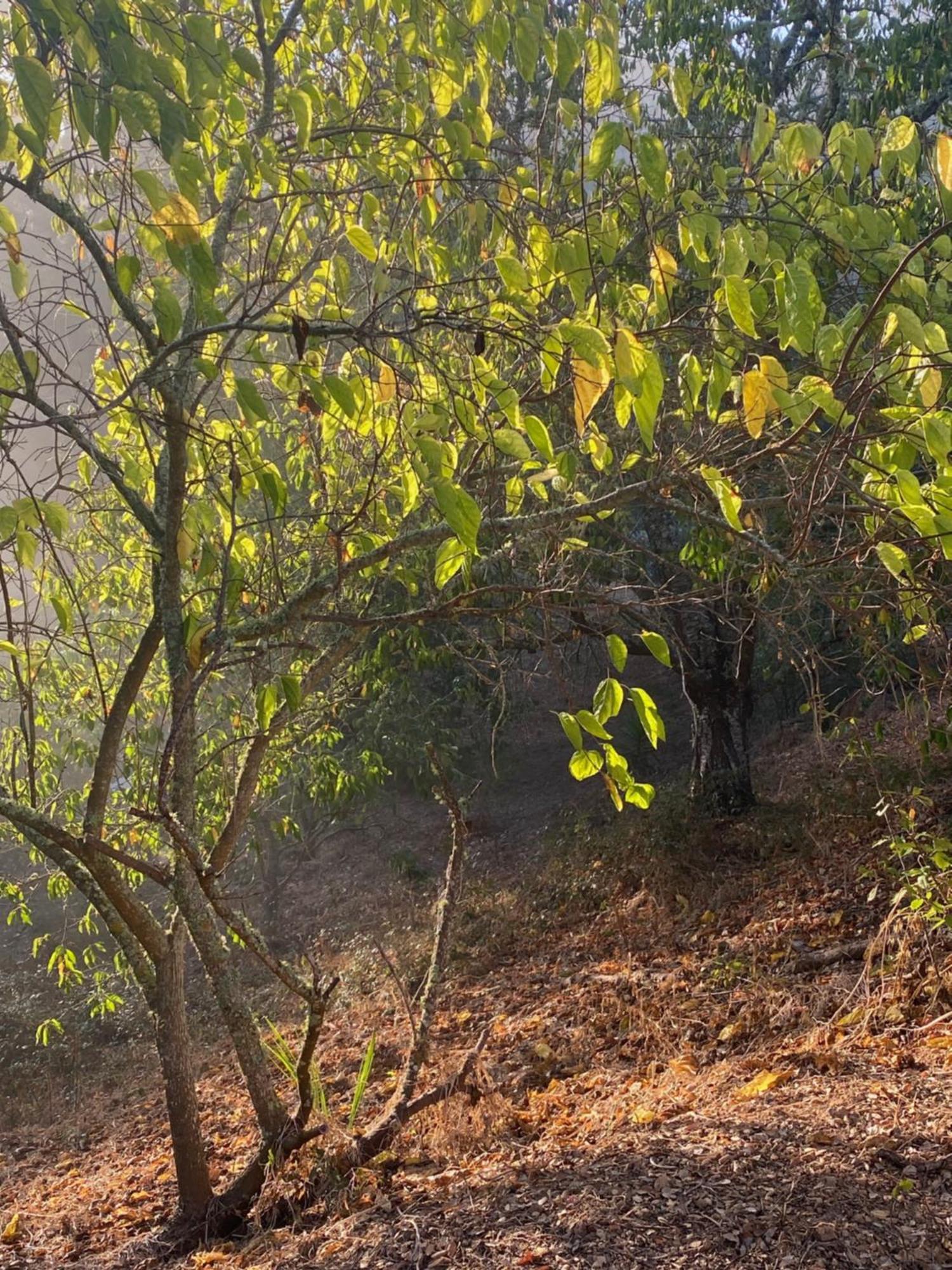 Tres Figos Villa São Luis Dış mekan fotoğraf