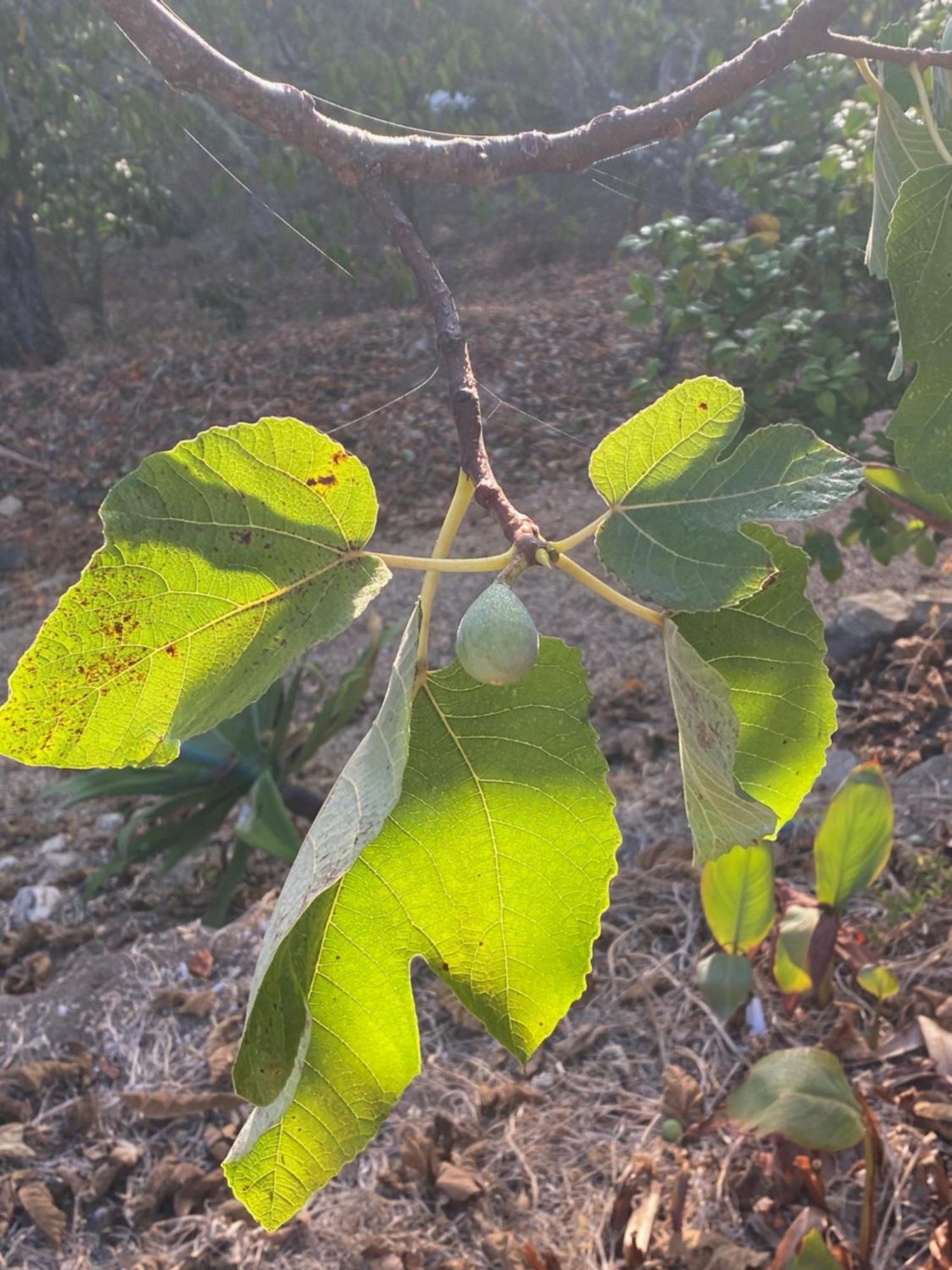 Tres Figos Villa São Luis Dış mekan fotoğraf